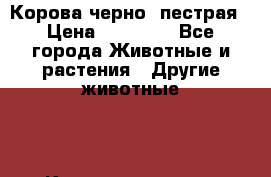 Корова черно- пестрая › Цена ­ 30 000 - Все города Животные и растения » Другие животные   . Калининградская обл.,Пионерский г.
